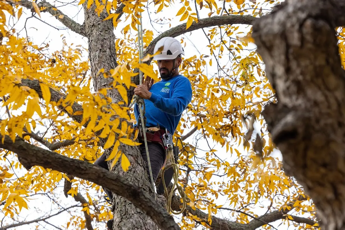 Skilled Tree Transplanting crew working in Wolcott